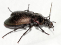 Carabus nemporalis